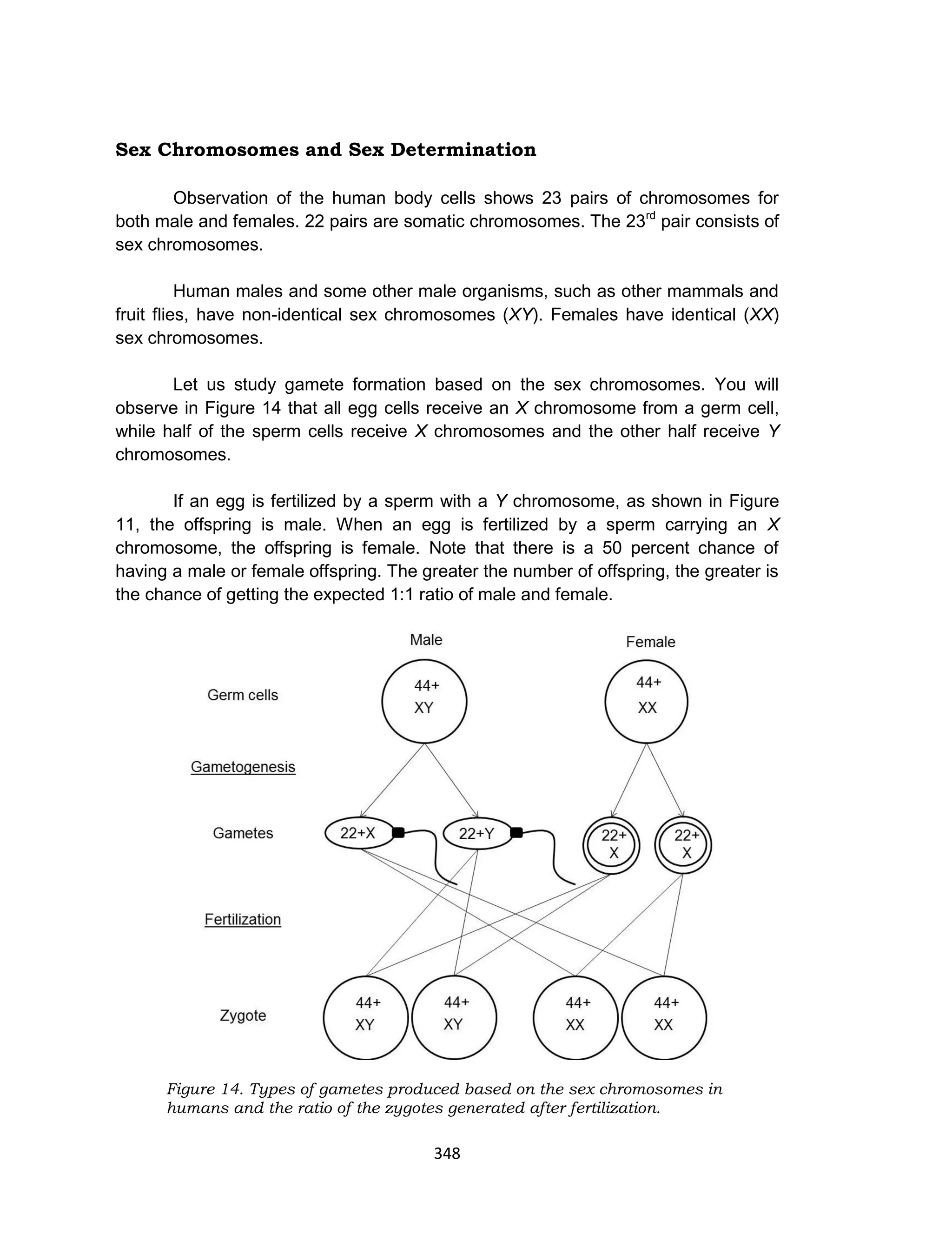 348
Sex Chromosomes and Sex Determination
Observation of the human body cells shows 23 pairs of chromosomes for
both male and females. 22 pairs are somatic chromosomes. The 23rd
pair consists of
sex chromosomes.
Human males and some other male organisms, such as other mammals and
fruit flies, have non-identical sex chromosomes (XY). Females have identical (XX)
sex chromosomes.
Let us study gamete formation based on the sex chromosomes. You will
observe in Figure 14 that all egg cells receive an X chromosome from a germ cell,
while half of the sperm cells receive X chromosomes and the other half receive Y
chromosomes.
If an egg is fertilized by a sperm with a Y chromosome, as shown in Figure
11, the offspring is male. When an egg is fertilized by a sperm carrying an X
chromosome, the offspring is female. Note that there is a 50 percent chance of
having a male or female offspring. The greater the number of offspring, the greater is
the chance of getting the expected 1:1 ratio of male and female.
Figure 14. Types of gametes produced based on the sex chromosomes in
humans and the ratio of the zygotes generated after fertilization.
 