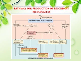 secondary metabolites of plant by K. K. SAHU Sir | PPT