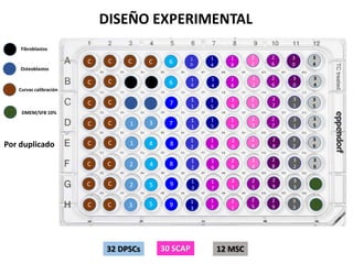 3 5 9
6
6
Fibroblastos
C C
C C
C C
C C
C C
C C
C C
C C
Curvas calibración
Osteoblastos
1 3 7
1 4 8
2 4 8
2 5 9
DISEÑO EXPERIMENTAL
C C
7
1
3
1
7
2
1
1
1
1
5
1
8
1
0
1
4
1
8
1
1
1
5
1
9
1
2
1
6
2
0
1
2
1
6
2
0
1
3
1
7
2
1
1
0
1
4
1
9
32 DPSCs 30 SCAP
2
5
2
9
2
3
2
6
2
2
2
6
2
3
2
7
2
4
2
8
2
4
2
8
2
5
2
9
2
2
2
7
3
3
3
1
3
5
3
0
3
4
3
1
3
5
3
2
3
6
3
2
3
6
3
3
3
0
3
4
12 MSC
Por duplicado
DMEM/SFB 10%
 