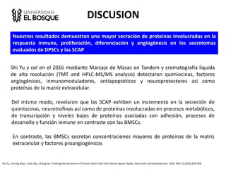 DISCUSION
Shi Yu y col en el 2016 mediante Marcaje de Masas en Tandem y cromatografía líquida
de alta resolución (TMT and HPLC-MS/MS analysis) detectaron quimiocinas, factores
angiogénicos, inmunomoduladores, antiapoptóticos y neuroprotectores así como
proteínas de la matriz extracelular.
Shi Yu, Yuming Zhao, Yushi Ma, Lihong Ge. Profiling the Secretome of Human Stem Cells from Dental Apical Papilla. Stem Cells and Development. 2016. Mar 15;25(6):499-508.
Nuestros resultados demuestran una mayor secreción de proteínas involucradas en la
respuesta inmune, proliferación, diferenciación y angiogénesis en los secretomas
evaluados de DPSCs y las SCAP
Del mismo modo, revelaron que las SCAP exhiben un incremento en la secreción de
quimiocinas, neurotrofinas así como de proteínas involucradas en procesos metabólicos,
de transcripción y niveles bajos de proteínas asociadas con adhesión, procesos de
desarrollo y función inmune en contraste con las BMSCs.
En contraste, las BMSCs secretan concentraciones mayores de proteínas de la matriz
extracelular y factores proangiogénicos
 