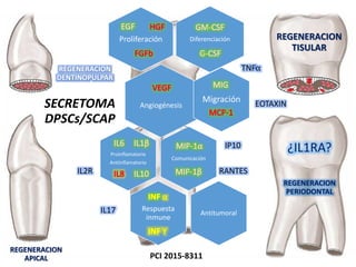 PCI 2015-8311
Diferenciación REGENERACION
TISULAR
Proliferación
AngiogénesisSECRETOMA
DPSCs/SCAP
Migración
Comunicación
Proinflamatorio
Antiinflamatorio
Respuesta
inmune
Antitumoral
⍺
IL2R
IP10
RANTES
TNF⍺
EOTAXIN
IL17
¿IL1RA?
REGENERACION
APICAL
REGENERACION
PERIODONTAL
REGENERACION
DENTINOPULPAR
 