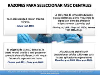 Fácil accesibilidad con un trauma
mínimo.
(Miura y col, 2003)
La presencia de inmunomodulación
quizás ocasionada por la frecuencia de
exposición al medio ambiente
inflamatorio en la cavidad oral
(Wada y col, 2009;. Ding y col, 2010a;. Yamaza
y col, 2010, 2011).
El orígenes de las MSC dental es la
cresta neural, debido a esto poseen un
potencial de multidiferenciación lo que
favorece la regeneración tisular
(Yamaza y col, 2011, Chung y col, 2009)
Altas tasas de proliferación
proporcionan células suficientes para
futuras aplicaciones regenerativas
(Gronthos y col, 2009; Miura y col, 2003)
RAZONES PARA SELECCIONAR MSC DENTALES
L. Wang, Y. Zhao, and S. Shi. Interplay between Mesenchymal stem cells and Lymphocytes: Implications for Immunotherapy and tissue regeneration.
Journal of Dental Research 2012.
 