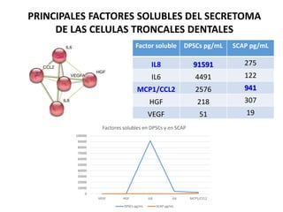 Factor soluble DPSCs pg/mL SCAP pg/mL
IL8 91591 275
IL6 4491 122
MCP1/CCL2 2576 941
HGF 218 307
VEGF 51 19
0
10000
20000
30000
40000
50000
60000
70000
80000
90000
100000
VEGF HGF IL8 IL6 MCP1/CCL2
Factores solubles en DPSCs y en SCAP
DPSCs pg/mL SCAP pg/mL
PRINCIPALES FACTORES SOLUBLES DEL SECRETOMA
DE LAS CELULAS TRONCALES DENTALES
 