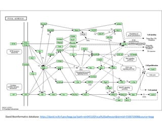 David Bioinformatics database. https://david.ncifcrf.gov/kegg.jsp?path=xtr04510$Focal%20adhesion&termId=550072008&source=kegg
 