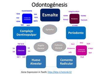 Odontogénesis
Esmalte
Periodonto
Cemento
Radicular
Hueso
Alveolar
Complejo
Dentinopulpar
Gene Expression in Tooth: http://bite-it.helsinki.fi/
Epitelio
Papila
Dental
Folículo
Dental
Receptores
Citocinas
Factores de
Transcripción
Integrina Alfa 4
Notch1
TGFBR2
Patched1
FGFR4
C-ErbB2
IL6
IL8
TNF ALFA
IL4
IL1
IL17INF ϒ
Dlx1
C-Myb
Pitx2
β Catenina
Egr1Lef1
Sox9Osr2
Factores de
crecimiento
BMP2
FGF4HGF
GDNF
PLEIOTHROPIN
SHH
NGF WNT
TGFB
 