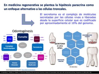 En medicina regenerativa se plantea la hipótesis paracrina como
un enfoque alternativo a las células troncales.
El secretoma es el complejo de moléculas
secretadas por las células vivas o liberadas
desde la superficie celular que es codificado
por aproximadamente el 10% del genoma.
H. Skalnikova, J. Motlik, S.J. Gadher, H. Kovarova, Mapping of the secretome of primary isolates of mammalian cells, stem cells and derived cell lines, Proteomics 11 (2011) 691–708.
 
