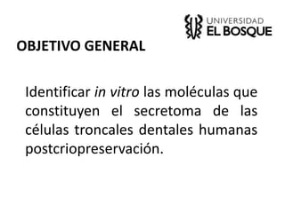 OBJETIVO GENERAL
Identificar in vitro las moléculas que
constituyen el secretoma de las
células troncales dentales humanas
postcriopreservación.
 