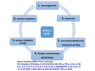 Human Cytokine 30Plex Panel. Invitrogen.
EGF, Eotaxina, FGF-básico, G-CSF, GM-CSF, HGF, IFN-α, IFN-γ, IL-1ra, IL-1β,
IL-2, IL-2r, IL-4, IL-5, IL-6, IL-7, IL-8, IL-10, IL-12(p40/p70), IL-13, IL-15, IL-
17, IP-10, MCP-1, MIG, MIP-1α, MIP-1β, RANTES, TNF-α y VEGF.
1. Descongelación
2. Expansión
3. Inmunofenotipificación
citometría de flujo
4. Medios condicionados
SECRETOMA
5. Análisis LUMINEX
LX 200
6. Análisis estadístico
DPSCs /
SCAP
 