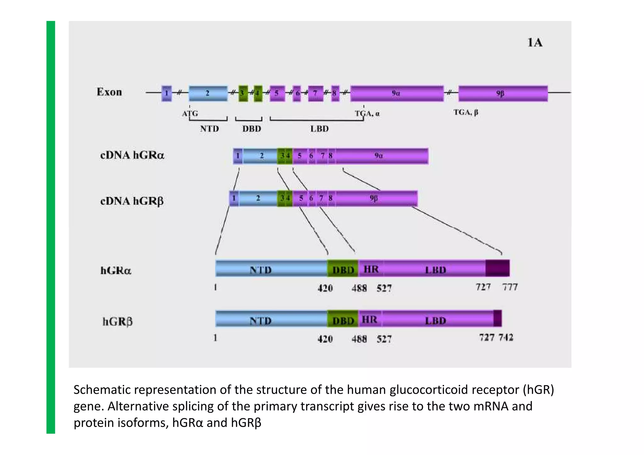 Schematic representation of the structure of the human glucocorticoid receptor (hGR)
gene. Alternative splicing of the primary transcript gives rise to the two mRNA and
protein isoforms, hGRα and hGRβ
 