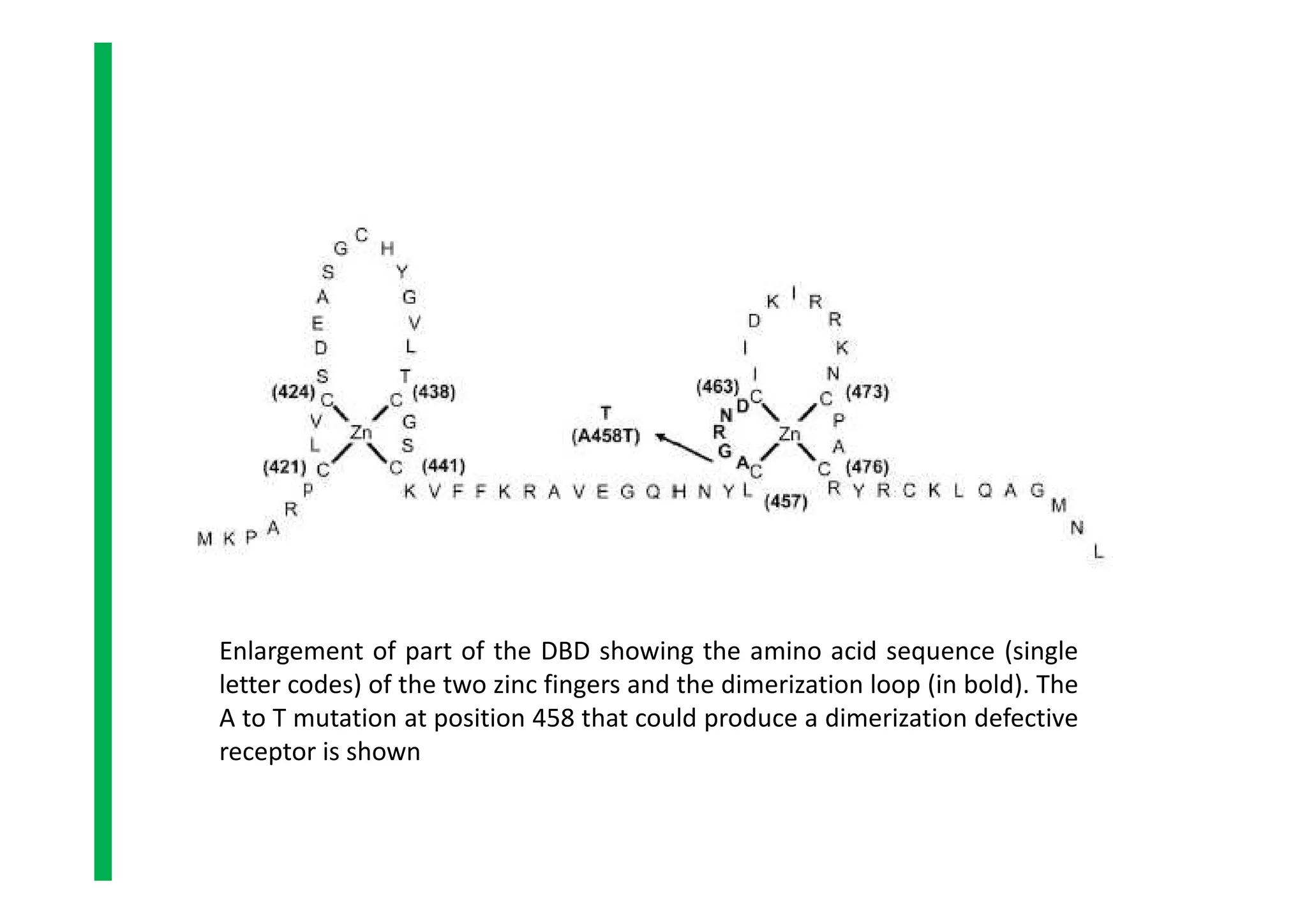 Enlargement of part of the DBD showing the amino acid sequence (single
letter codes) of the two zinc fingers and the dimerization loop (in bold). The
A to T mutation at position 458 that could produce a dimerization defective
receptor is shown
 