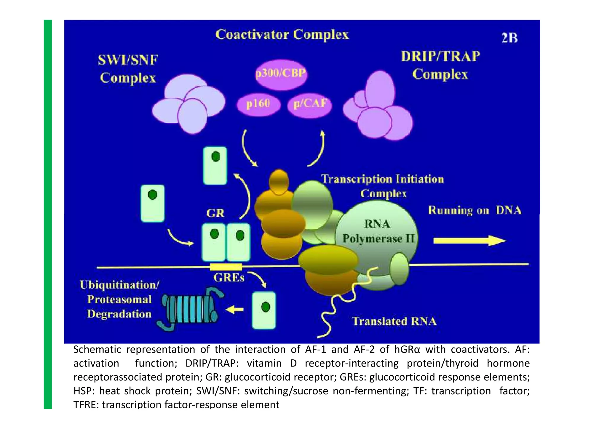 Schematic representation of the interaction of AF-1 and AF-2 of hGRα with coactivators. AF:
activation function; DRIP/TRAP: vitamin D receptor-interacting protein/thyroid hormone
receptorassociated protein; GR: glucocorticoid receptor; GREs: glucocorticoid response elements;
HSP: heat shock protein; SWI/SNF: switching/sucrose non-fermenting; TF: transcription factor;
TFRE: transcription factor-response element
 