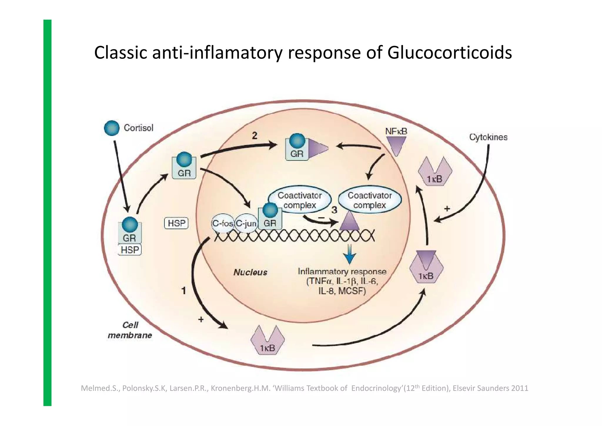 Classic anti-inflamatory response of Glucocorticoids
Melmed.S., Polonsky.S.K, Larsen.P.R., Kronenberg.H.M. ‘Williams Textbook of Endocrinology’(12th Edition), Elsevir Saunders 2011
 