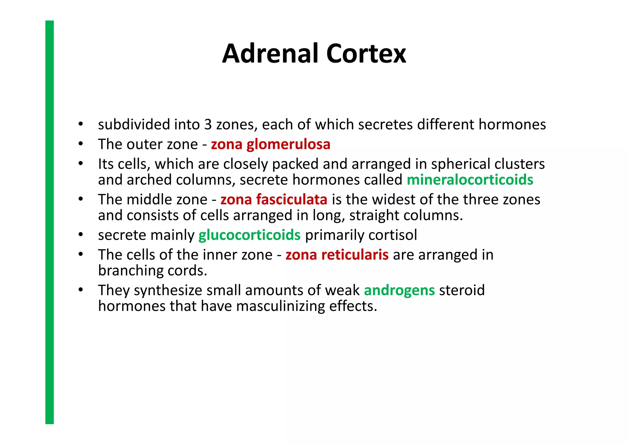Adrenal Cortex
• subdivided into 3 zones, each of which secretes different hormones
• The outer zone - zona glomerulosa
• Its cells, which are closely packed and arranged in spherical clusters
and arched columns, secrete hormones called mineralocorticoids
• The middle zone - zona fasciculata is the widest of the three zones
and consists of cells arranged in long, straight columns.
• secrete mainly glucocorticoids primarily cortisol
• The cells of the inner zone - zona reticularis are arranged in
branching cords.
• They synthesize small amounts of weak androgens steroid
hormones that have masculinizing effects.
• subdivided into 3 zones, each of which secretes different hormones
• The outer zone - zona glomerulosa
• Its cells, which are closely packed and arranged in spherical clusters
and arched columns, secrete hormones called mineralocorticoids
• The middle zone - zona fasciculata is the widest of the three zones
and consists of cells arranged in long, straight columns.
• secrete mainly glucocorticoids primarily cortisol
• The cells of the inner zone - zona reticularis are arranged in
branching cords.
• They synthesize small amounts of weak androgens steroid
hormones that have masculinizing effects.
 