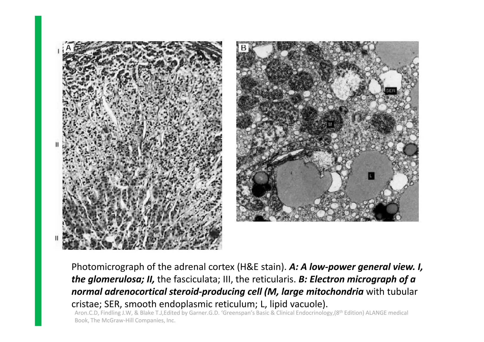Photomicrograph of the adrenal cortex (H&E stain). A: A low-power general view. I,
the glomerulosa; II, the fasciculata; III, the reticularis. B: Electron micrograph of a
normal adrenocortical steroid-producing cell (M, large mitochondria with tubular
cristae; SER, smooth endoplasmic reticulum; L, lipid vacuole).
Aron.C.D, Findling J.W, & Blake T.J,Edited by Garner.G.D. ‘Greenspan’s Basic & Clinical Endocrinology,(8th Edition) ALANGE medical
Book, The McGraw-Hill Companies, Inc.
 
