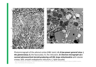 Glucocorticoids | PDF