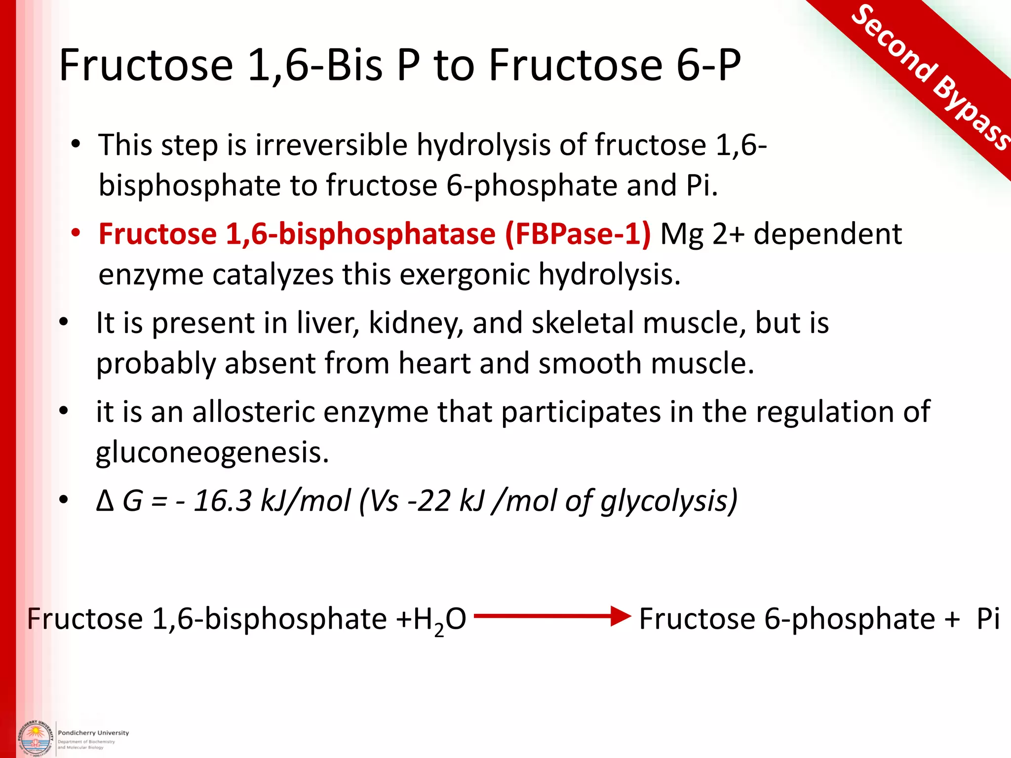 Fructose 1,6-Bis P to Fructose 6-P
• This step is irreversible hydrolysis of fructose 1,6-
bisphosphate to fructose 6-phosphate and Pi.
• Fructose 1,6-bisphosphatase (FBPase-1) Mg 2+ dependent
enzyme catalyzes this exergonic hydrolysis.
• It is present in liver, kidney, and skeletal muscle, but is
probably absent from heart and smooth muscle.
• it is an allosteric enzyme that participates in the regulation of
gluconeogenesis.
• Δ G = - 16.3 kJ/mol (Vs -22 kJ /mol of glycolysis)
Fructose 6-phosphate + PiFructose 1,6-bisphosphate +H2O
 