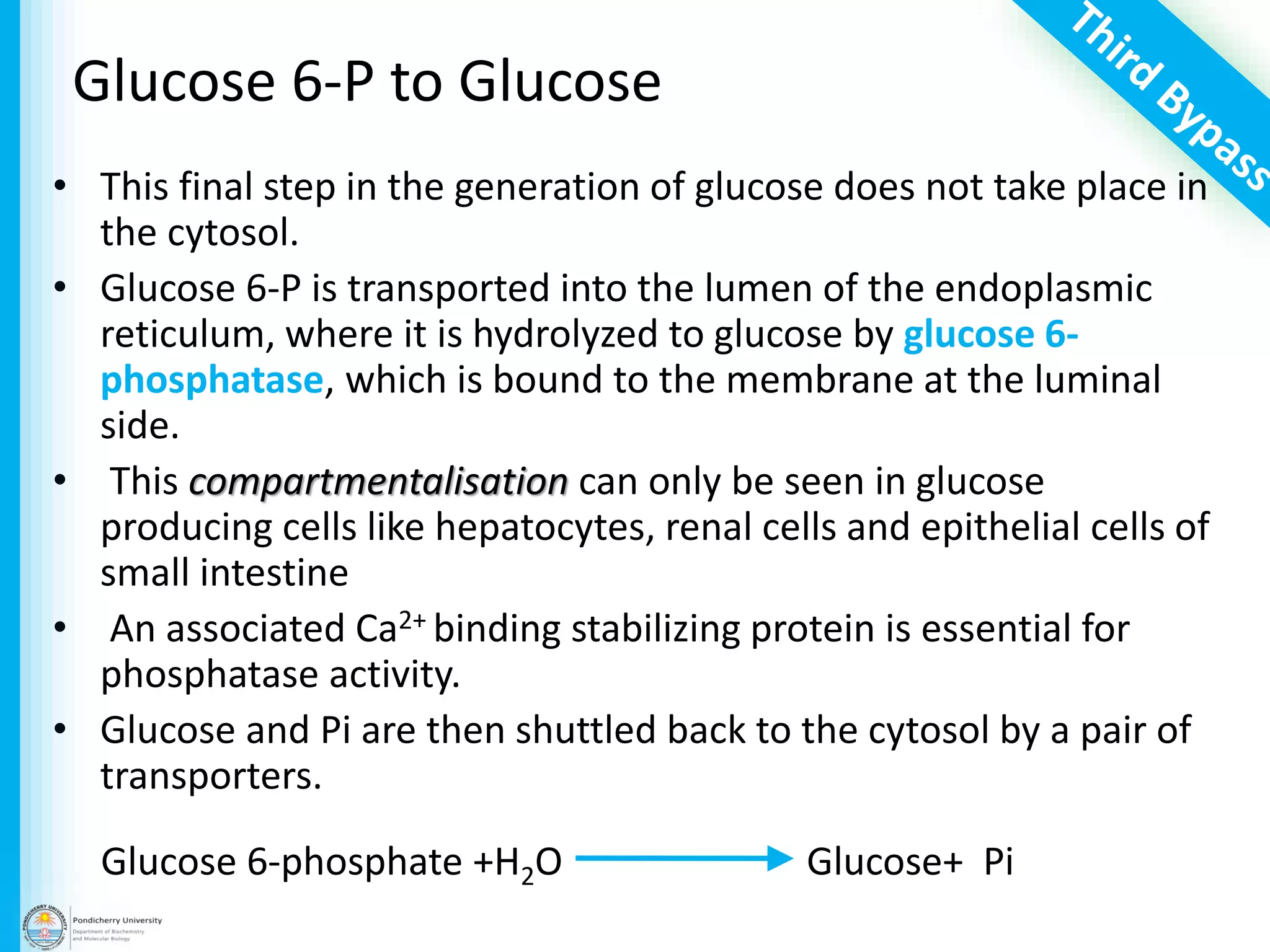 Glucose 6-P to Glucose
• This final step in the generation of glucose does not take place in
the cytosol.
• Glucose 6-P is transported into the lumen of the endoplasmic
reticulum, where it is hydrolyzed to glucose by glucose 6-
phosphatase, which is bound to the membrane at the luminal
side.
• This compartmentalisation can only be seen in glucose
producing cells like hepatocytes, renal cells and epithelial cells of
small intestine
• An associated Ca2+ binding stabilizing protein is essential for
phosphatase activity.
• Glucose and Pi are then shuttled back to the cytosol by a pair of
transporters.
Glucose+ PiGlucose 6-phosphate +H2O
 
