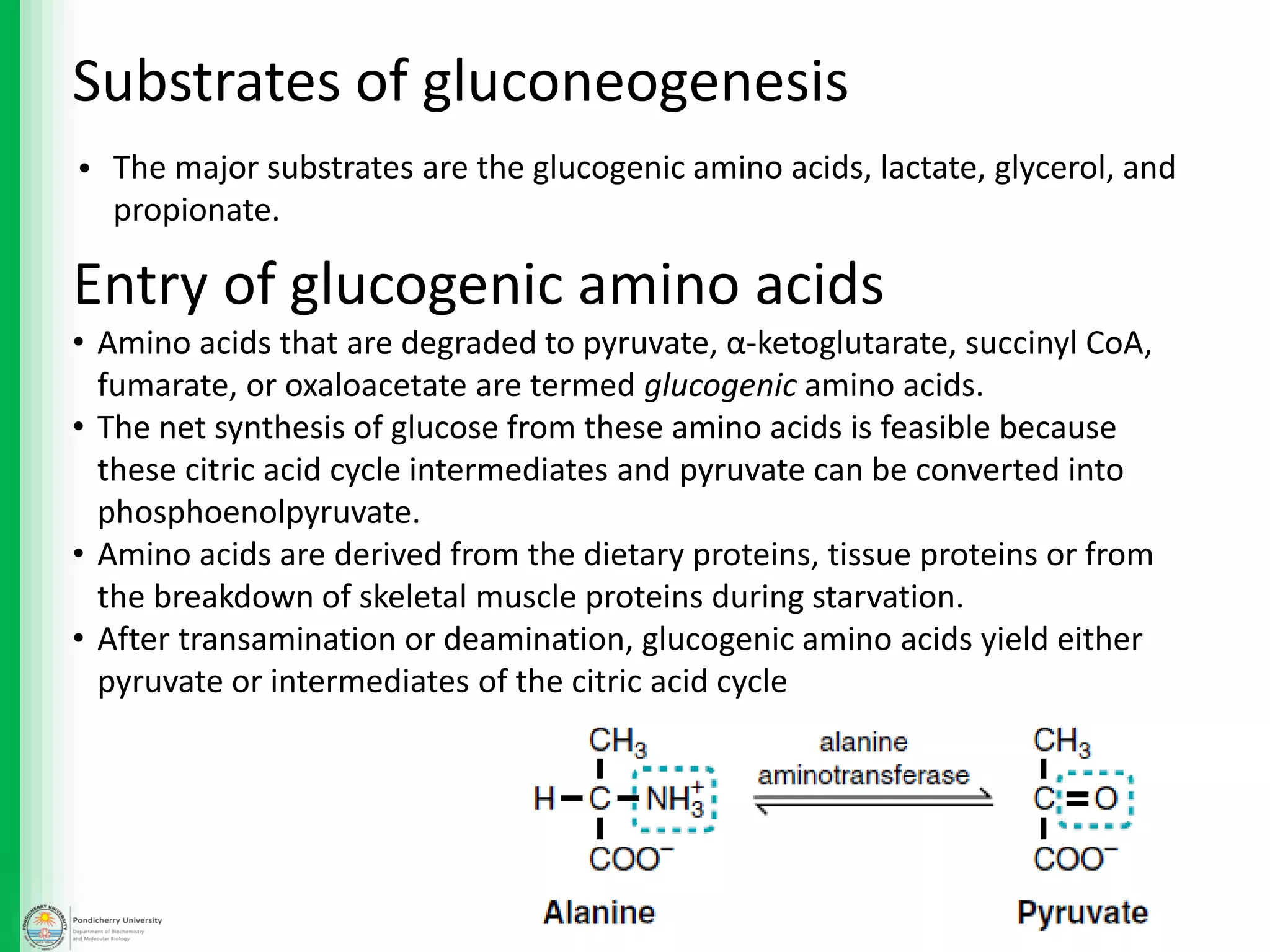 Substrates of gluconeogenesis
• The major substrates are the glucogenic amino acids, lactate, glycerol, and
propionate.
Entry of glucogenic amino acids
• Amino acids that are degraded to pyruvate, α-ketoglutarate, succinyl CoA,
fumarate, or oxaloacetate are termed glucogenic amino acids.
• The net synthesis of glucose from these amino acids is feasible because
these citric acid cycle intermediates and pyruvate can be converted into
phosphoenolpyruvate.
• Amino acids are derived from the dietary proteins, tissue proteins or from
the breakdown of skeletal muscle proteins during starvation.
• After transamination or deamination, glucogenic amino acids yield either
pyruvate or intermediates of the citric acid cycle
 