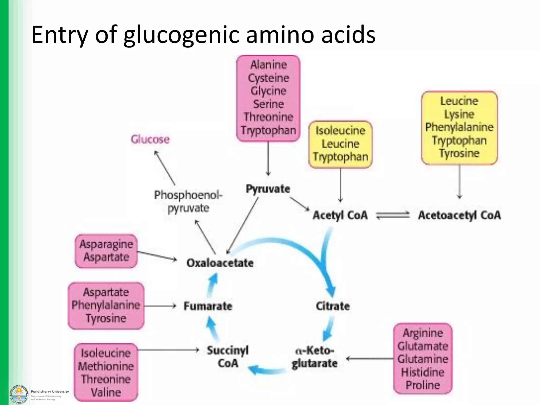 Entry of glucogenic amino acids
 