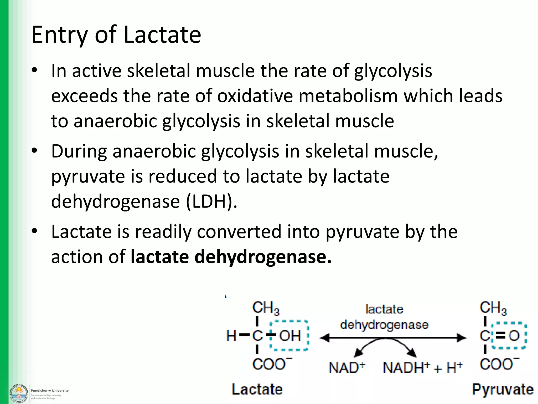 • In active skeletal muscle the rate of glycolysis
exceeds the rate of oxidative metabolism which leads
to anaerobic glycolysis in skeletal muscle
• During anaerobic glycolysis in skeletal muscle,
pyruvate is reduced to lactate by lactate
dehydrogenase (LDH).
• Lactate is readily converted into pyruvate by the
action of lactate dehydrogenase.
Entry of Lactate
 