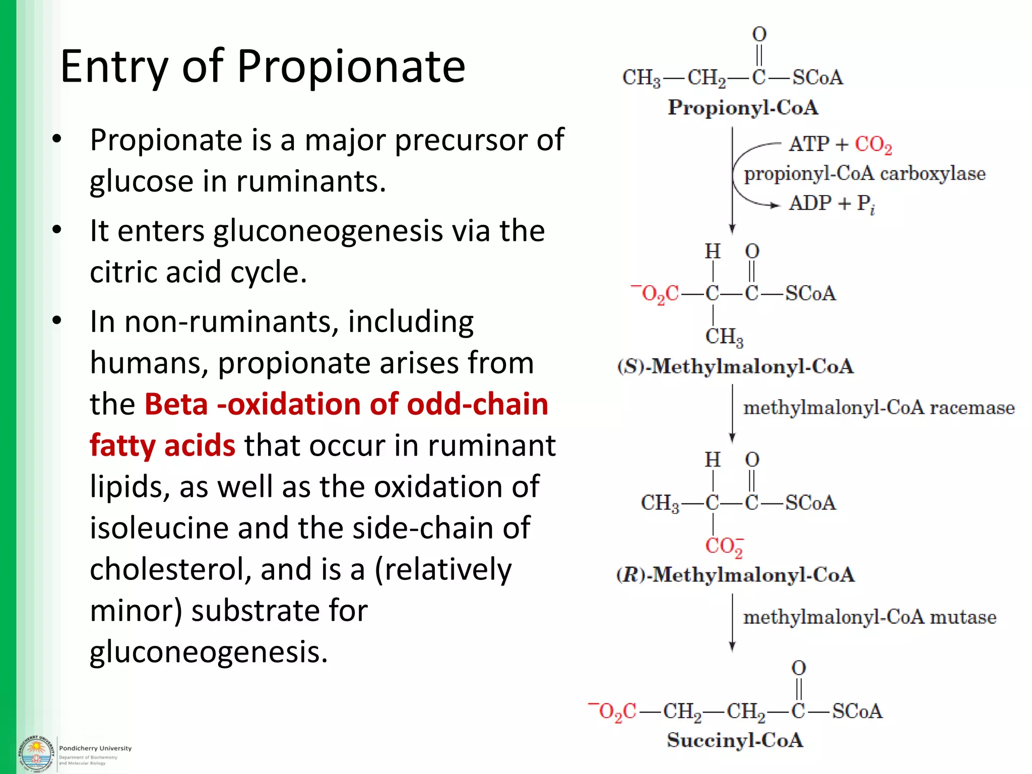 • Propionate is a major precursor of
glucose in ruminants.
• It enters gluconeogenesis via the
citric acid cycle.
• In non-ruminants, including
humans, propionate arises from
the Beta -oxidation of odd-chain
fatty acids that occur in ruminant
lipids, as well as the oxidation of
isoleucine and the side-chain of
cholesterol, and is a (relatively
minor) substrate for
gluconeogenesis.
Entry of Propionate
 