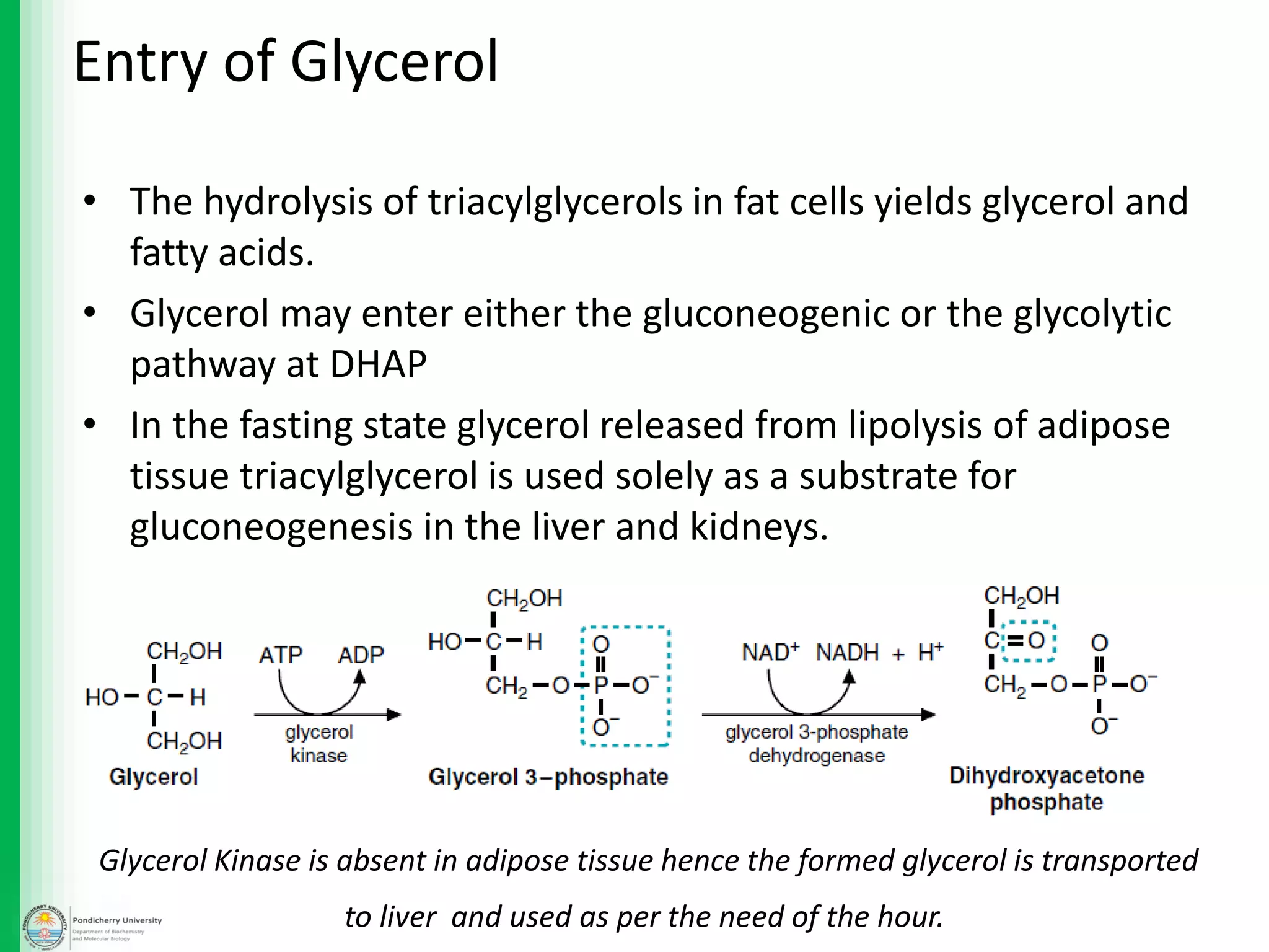 • The hydrolysis of triacylglycerols in fat cells yields glycerol and
fatty acids.
• Glycerol may enter either the gluconeogenic or the glycolytic
pathway at DHAP
• In the fasting state glycerol released from lipolysis of adipose
tissue triacylglycerol is used solely as a substrate for
gluconeogenesis in the liver and kidneys.
Entry of Glycerol
Glycerol Kinase is absent in adipose tissue hence the formed glycerol is transported
to liver and used as per the need of the hour.
 