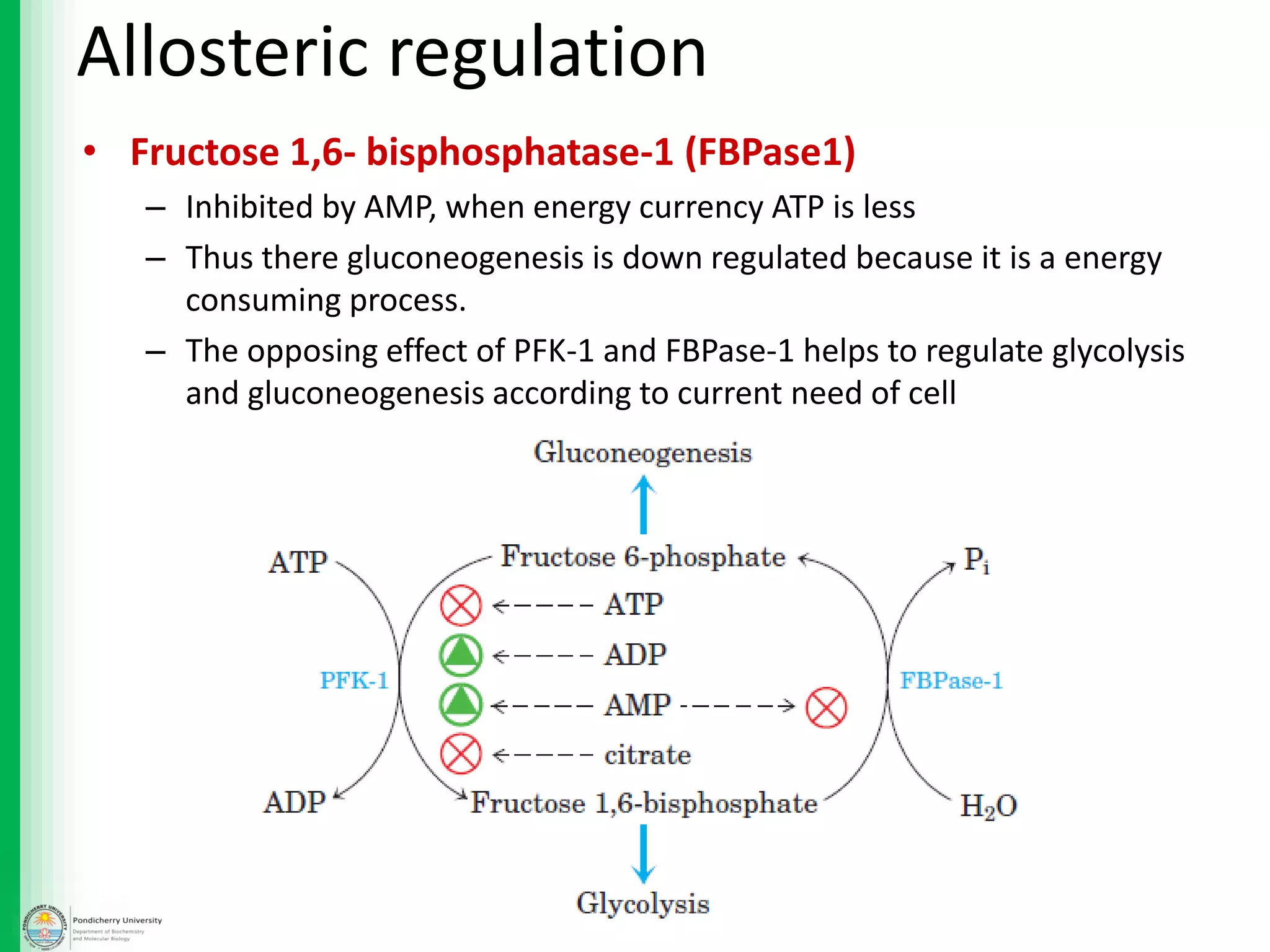 Allosteric regulation
• Fructose 1,6- bisphosphatase-1 (FBPase1)
– Inhibited by AMP, when energy currency ATP is less
– Thus there gluconeogenesis is down regulated because it is a energy
consuming process.
– The opposing effect of PFK-1 and FBPase-1 helps to regulate glycolysis
and gluconeogenesis according to current need of cell
 