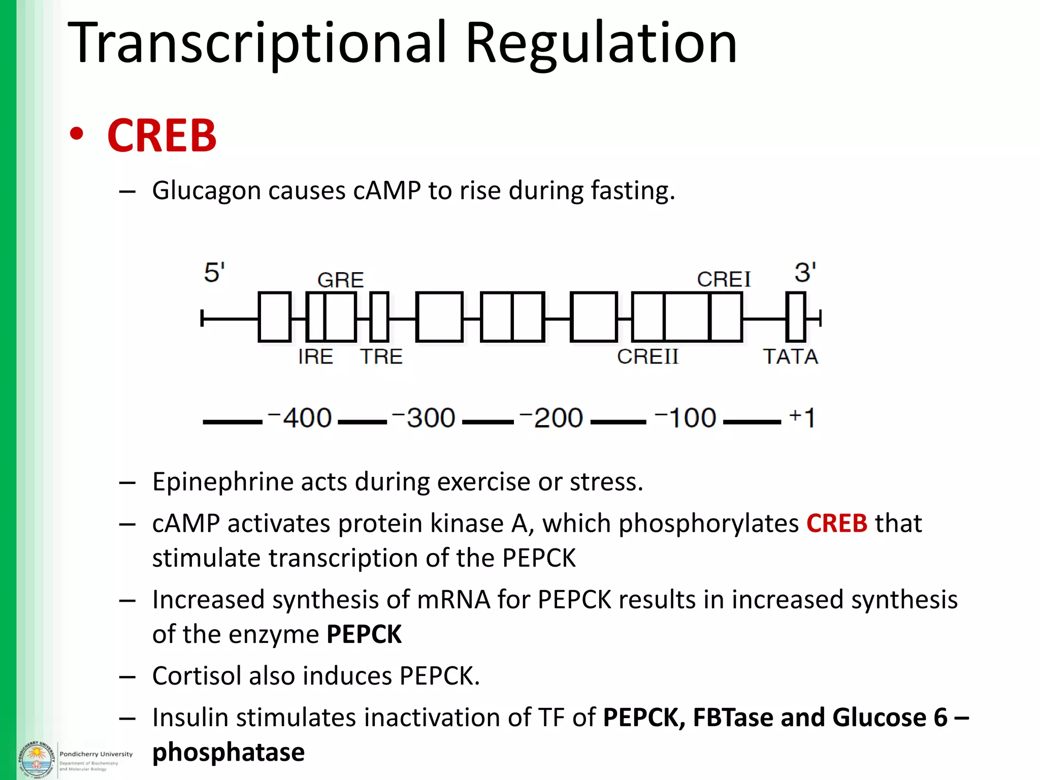 • CREB
– Glucagon causes cAMP to rise during fasting.
– Epinephrine acts during exercise or stress.
– cAMP activates protein kinase A, which phosphorylates CREB that
stimulate transcription of the PEPCK
– Increased synthesis of mRNA for PEPCK results in increased synthesis
of the enzyme PEPCK
– Cortisol also induces PEPCK.
– Insulin stimulates inactivation of TF of PEPCK, FBTase and Glucose 6 –
phosphatase
Transcriptional Regulation
 