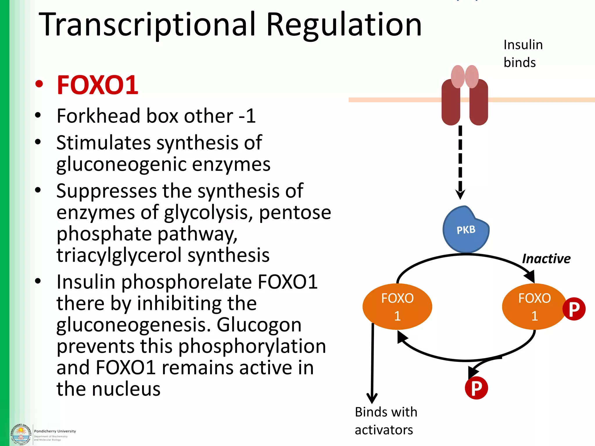 • FOXO1
• Forkhead box other -1
• Stimulates synthesis of
gluconeogenic enzymes
• Suppresses the synthesis of
enzymes of glycolysis, pentose
phosphate pathway,
triacylglycerol synthesis
• Insulin phosphorelate FOXO1
there by inhibiting the
gluconeogenesis. Glucogon
prevents this phosphorylation
and FOXO1 remains active in
the nucleus
Transcriptional Regulation
FOXO
1
FOXO
1 P
P
Binds with
activators
Insulin
binds
Inactive
 