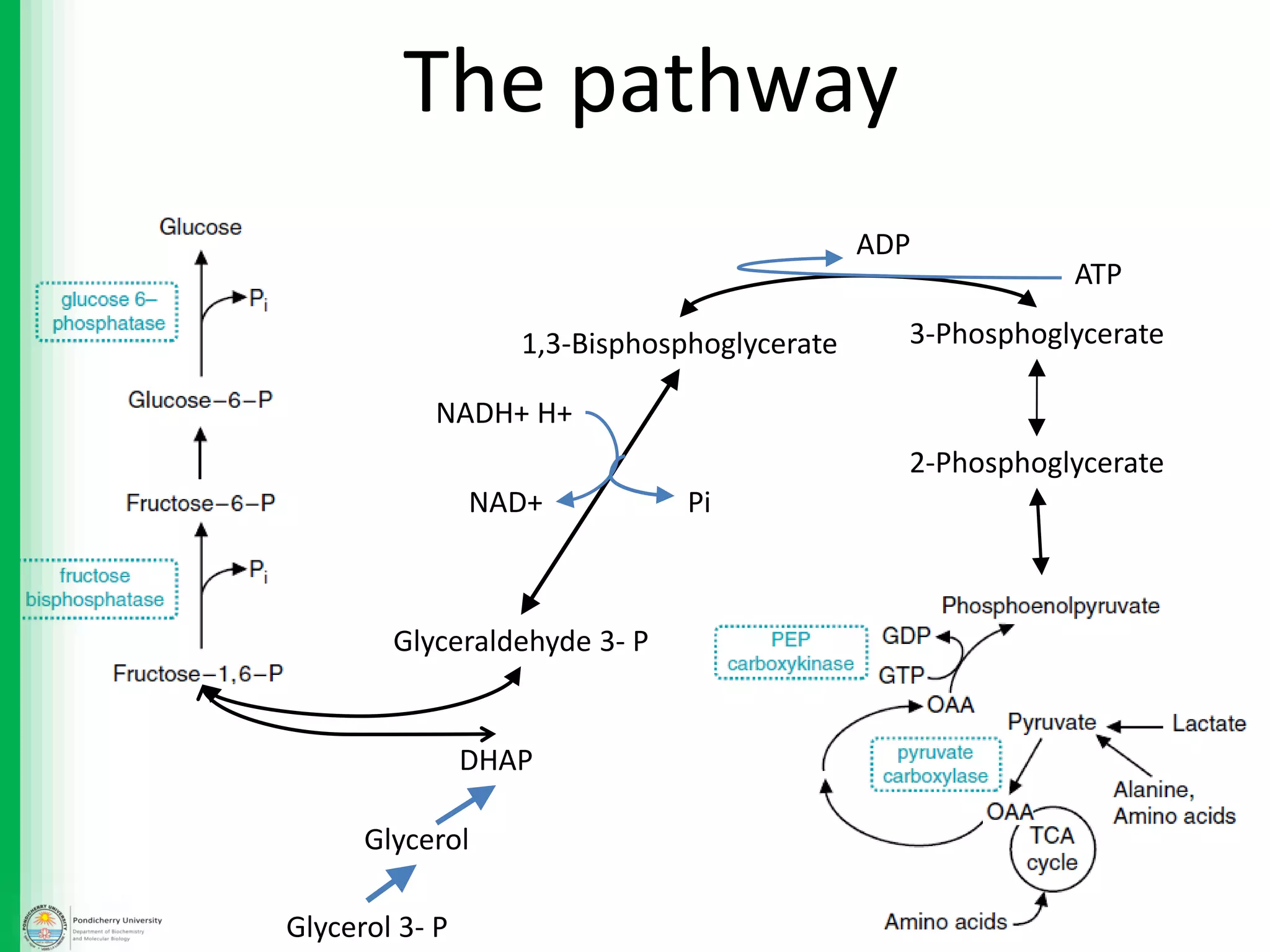 The pathway
2-Phosphoglycerate
3-Phosphoglycerate
ATP
ADP
1,3-Bisphosphoglycerate
PiNAD+
NADH+ H+
Glyceraldehyde 3- P
Glycerol
DHAP
Glycerol 3- P
 
