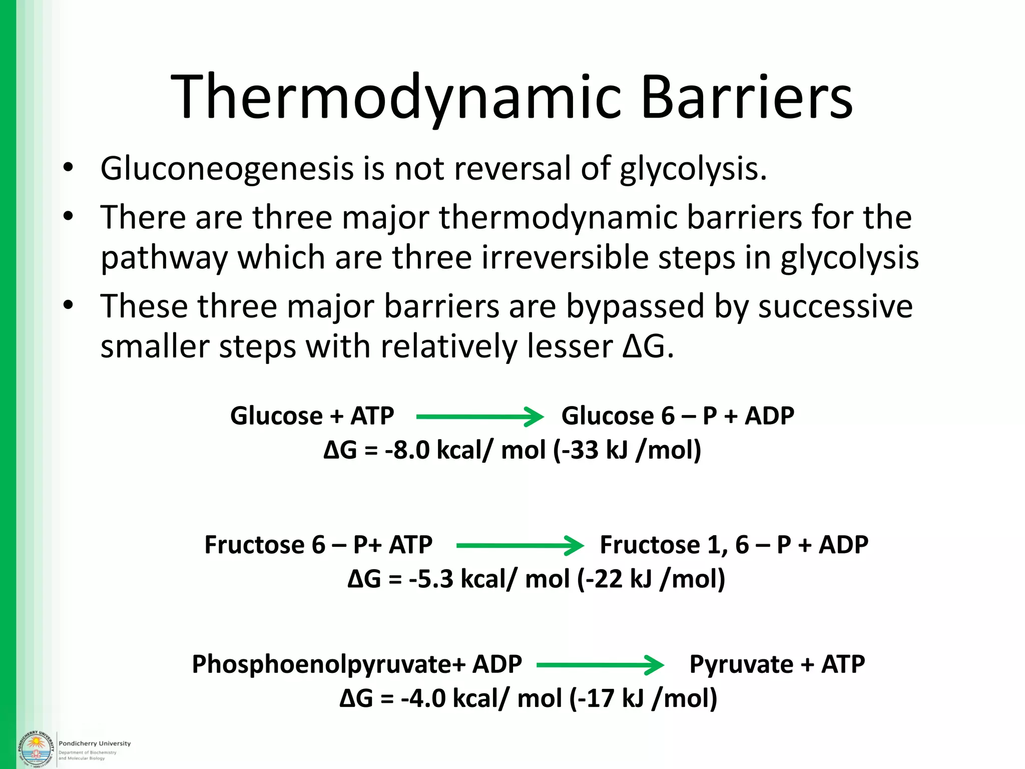Thermodynamic Barriers
• Gluconeogenesis is not reversal of glycolysis.
• There are three major thermodynamic barriers for the
pathway which are three irreversible steps in glycolysis
• These three major barriers are bypassed by successive
smaller steps with relatively lesser ΔG.
Glucose + ATP Glucose 6 – P + ADP
ΔG = -8.0 kcal/ mol (-33 kJ /mol)
Fructose 6 – P+ ATP Fructose 1, 6 – P + ADP
ΔG = -5.3 kcal/ mol (-22 kJ /mol)
Phosphoenolpyruvate+ ADP Pyruvate + ATP
ΔG = -4.0 kcal/ mol (-17 kJ /mol)
 