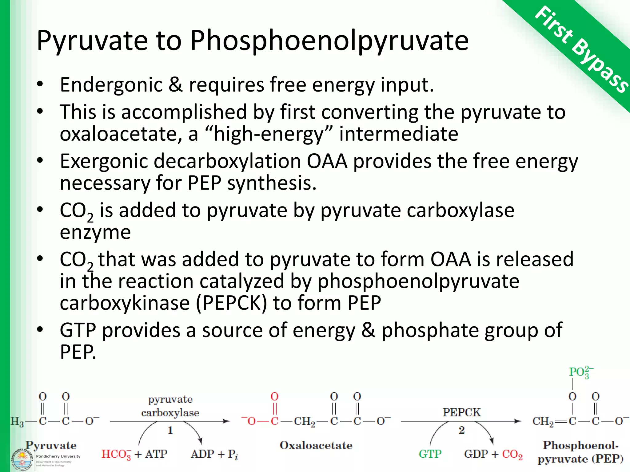 Pyruvate to Phosphoenolpyruvate
• Endergonic & requires free energy input.
• This is accomplished by first converting the pyruvate to
oxaloacetate, a “high-energy” intermediate
• Exergonic decarboxylation OAA provides the free energy
necessary for PEP synthesis.
• CO2 is added to pyruvate by pyruvate carboxylase
enzyme
• CO2 that was added to pyruvate to form OAA is released
in the reaction catalyzed by phosphoenolpyruvate
carboxykinase (PEPCK) to form PEP
• GTP provides a source of energy & phosphate group of
PEP.
 