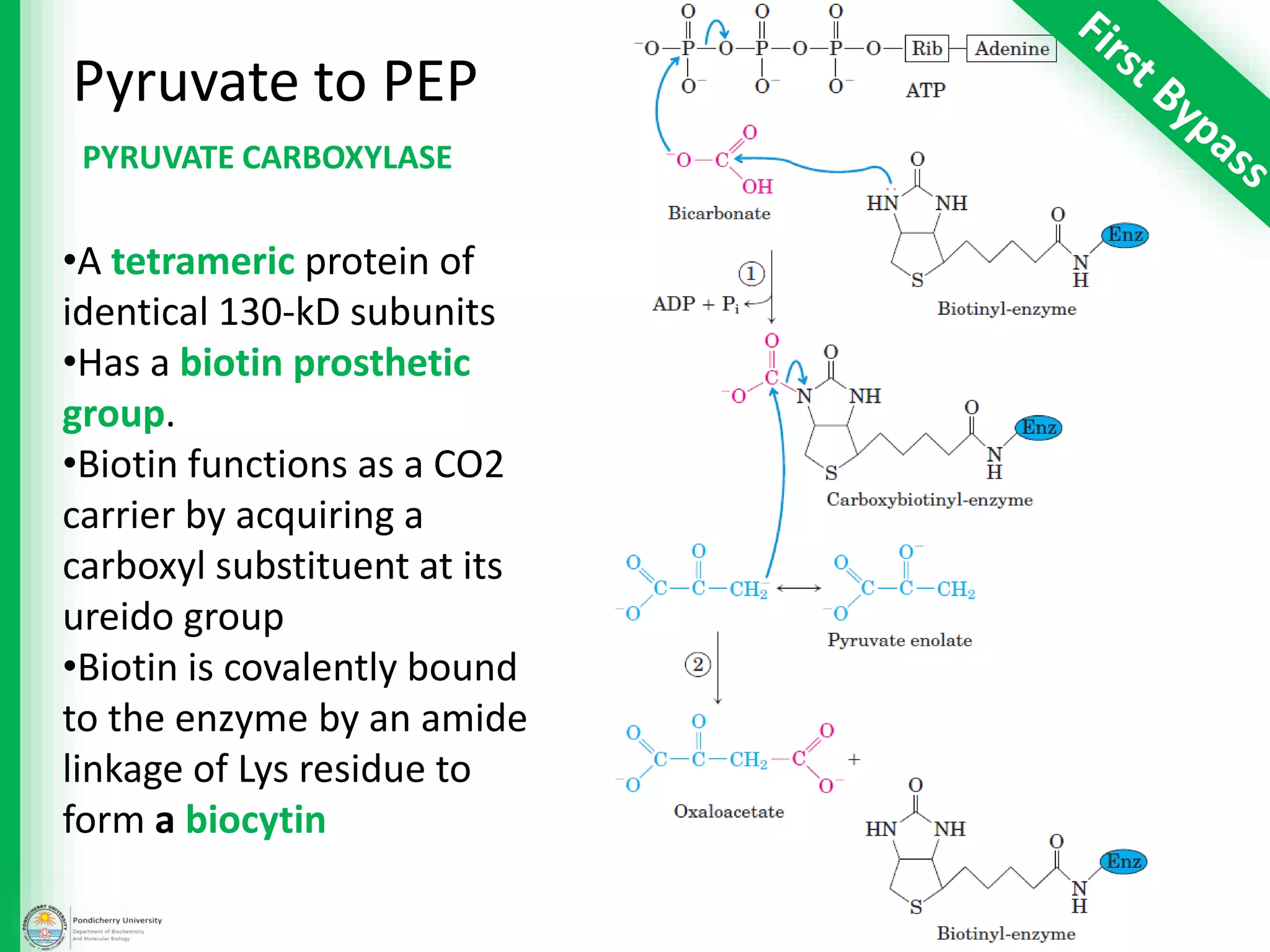 Pyruvate to PEP
PYRUVATE CARBOXYLASE
•A tetrameric protein of
identical 130-kD subunits
•Has a biotin prosthetic
group.
•Biotin functions as a CO2
carrier by acquiring a
carboxyl substituent at its
ureido group
•Biotin is covalently bound
to the enzyme by an amide
linkage of Lys residue to
form a biocytin
 