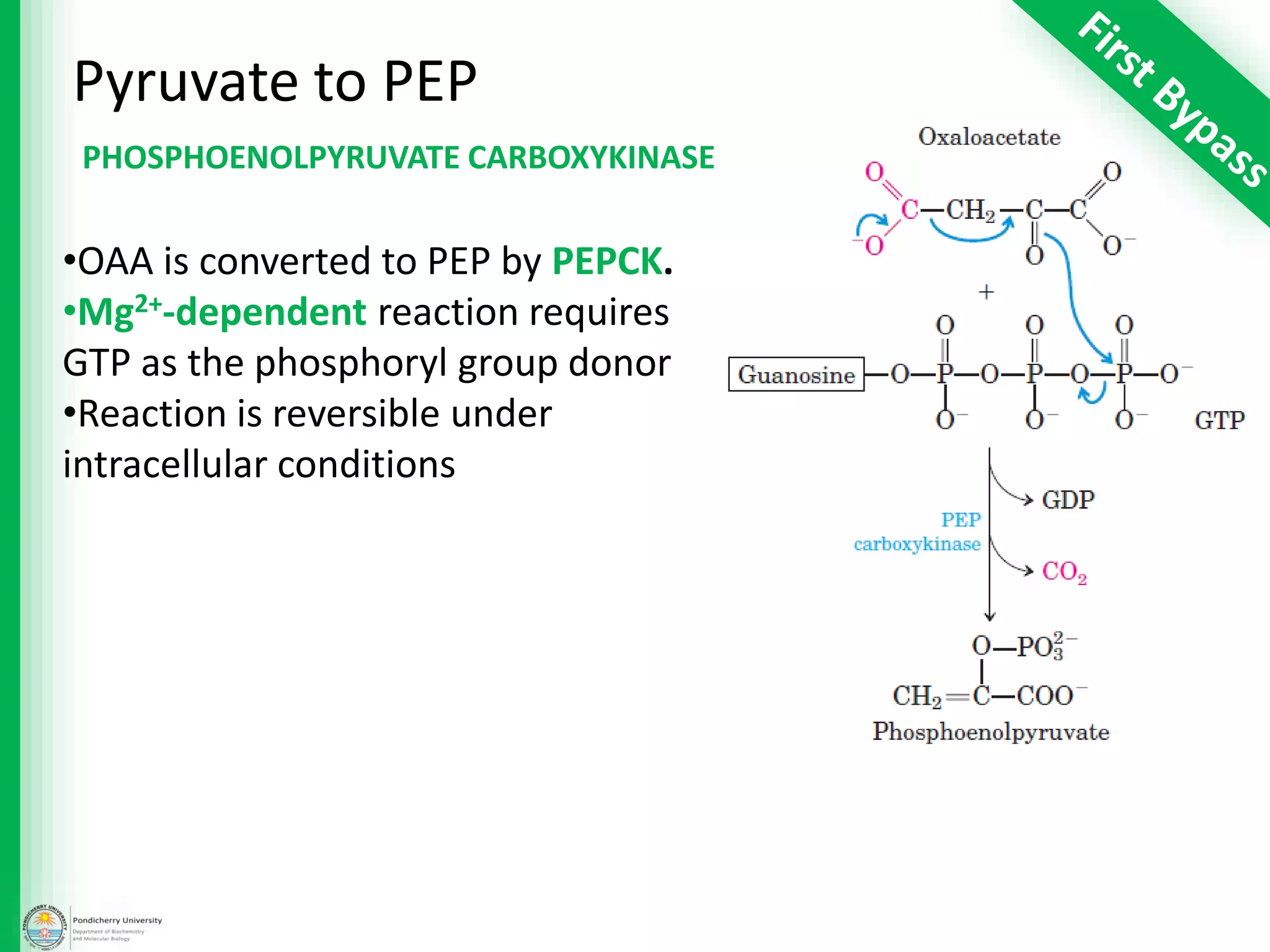 Pyruvate to PEP
PHOSPHOENOLPYRUVATE CARBOXYKINASE
•OAA is converted to PEP by PEPCK.
•Mg2+-dependent reaction requires
GTP as the phosphoryl group donor
•Reaction is reversible under
intracellular conditions
 