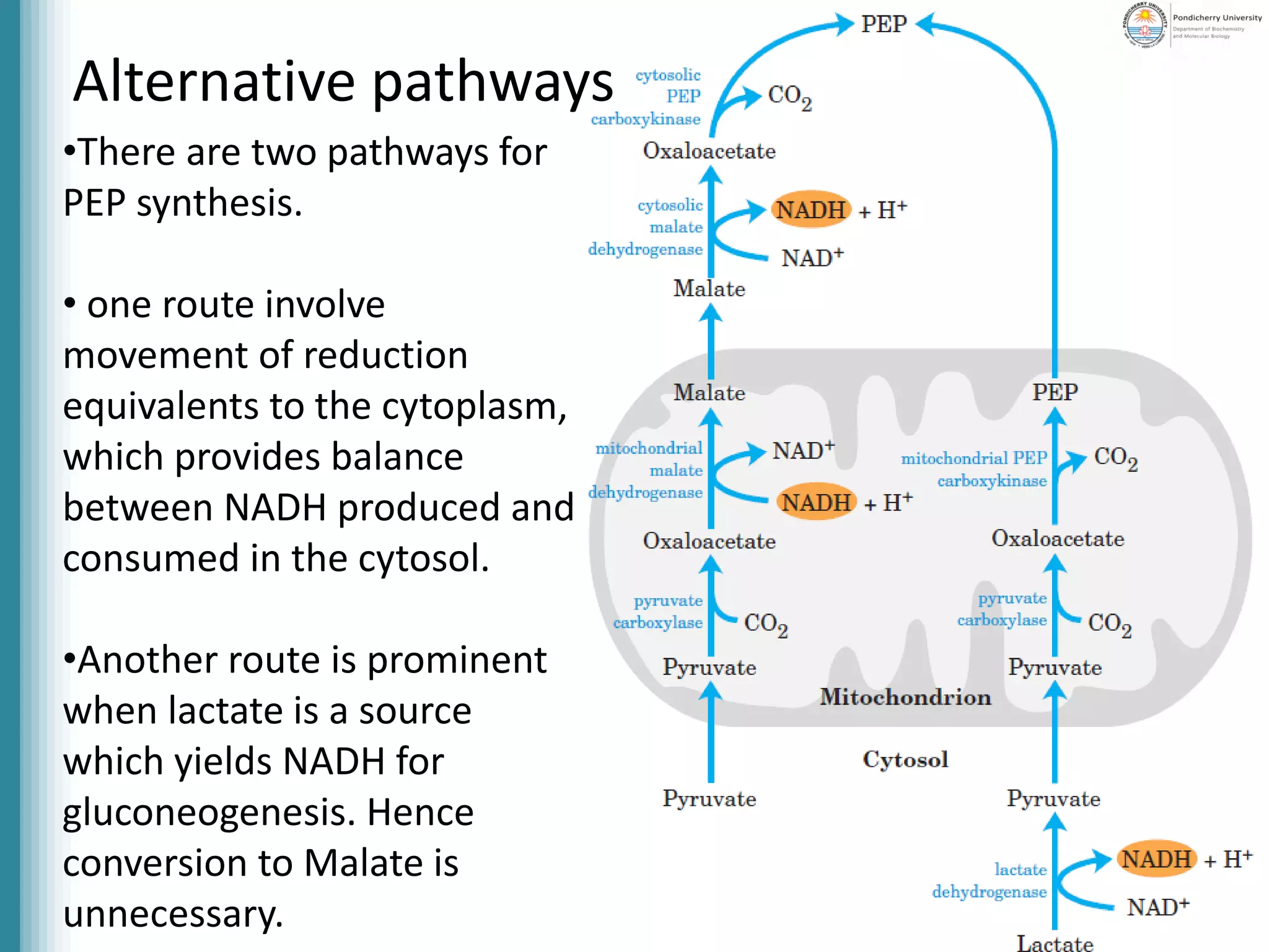 Alternative pathways
•There are two pathways for
PEP synthesis.
• one route involve
movement of reduction
equivalents to the cytoplasm,
which provides balance
between NADH produced and
consumed in the cytosol.
•Another route is prominent
when lactate is a source
which yields NADH for
gluconeogenesis. Hence
conversion to Malate is
unnecessary.
 