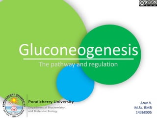 Gluconeogenesis
The pathway and regulation
Arun.V.
M.Sc. BMB
14368005
 