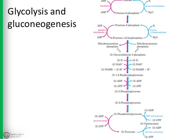 gluconeogenesis