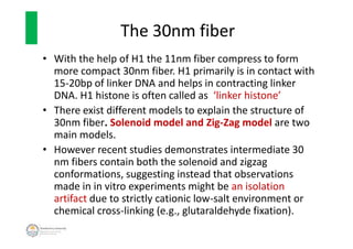 The 30nm fiber
• With the help of H1 the 11nm fiber compress to form
more compact 30nm fiber. H1 primarily is in contact w...