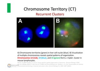 Chromosome Territory (CT)
Recurrent Clusters
A) Chromosome territories (green) in liver cell nuclei (blue). B) Visualizati...