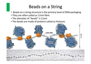 Beads on a String
• Beads on a string structure is the primary level of DNA packaging
• They are often called as 11nm fibr...