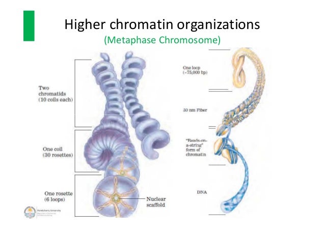 chromosomal scaffold meaning