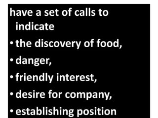 animals communicate
Gibbons
have a set of calls to
indicate
•the discovery of food,
•danger,
•friendly interest,
•desire for company,
•establishing position
 