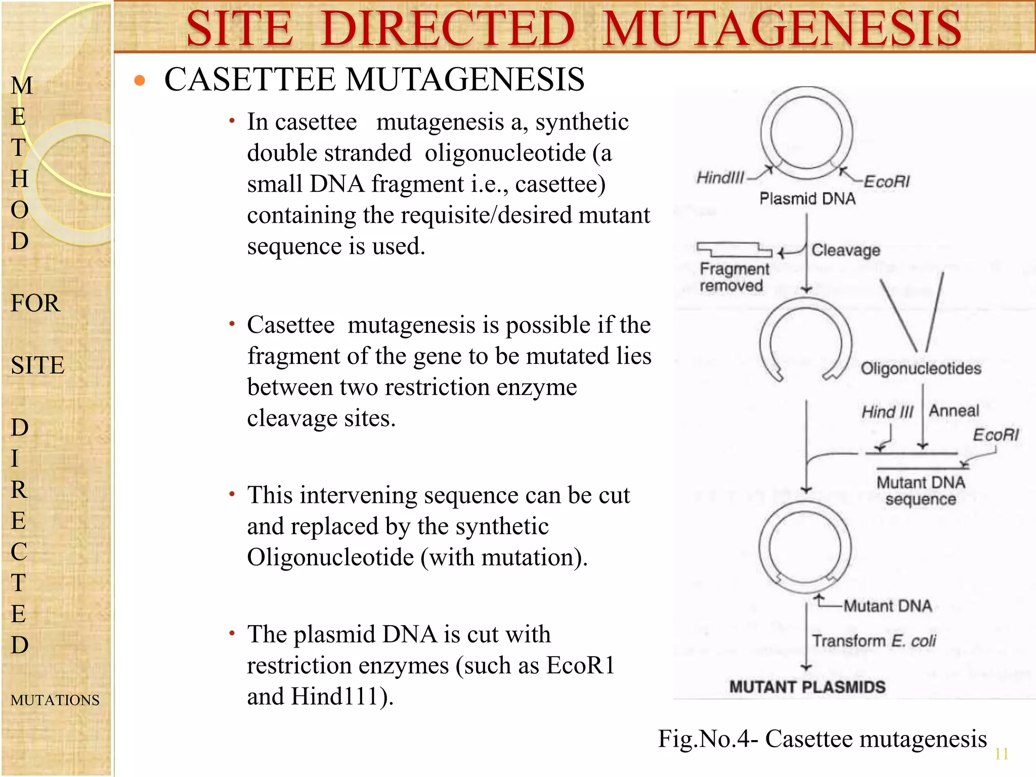 11
 CASETTEE MUTAGENESIS
 In casettee mutagenesis a, synthetic
double stranded oligonucleotide (a
small DNA fragment i.e., casettee)
containing the requisite/desired mutant
sequence is used.
 Casettee mutagenesis is possible if the
fragment of the gene to be mutated lies
between two restriction enzyme
cleavage sites.
 This intervening sequence can be cut
and replaced by the synthetic
Oligonucleotide (with mutation).
 The plasmid DNA is cut with
restriction enzymes (such as EcoR1
and Hind111).
SITE DIRECTED MUTAGENESIS
M
E
T
H
O
D
FOR
SITE
D
I
R
E
C
T
E
D
MUTATIONS
Fig.No.4- Casettee mutagenesis
 