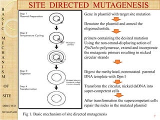 B
A
S
I
C
M
E
C
H
A
N
I
S
M
OF
SITE
DIRECTED
MUTAGENASIS
Gene in plasmid with target site mutation
Denature the plasmid and anneal the
oligonucleotide.
primers containing the desired mutation
Using the non-strand-displacing action of
PfuTurbo polymerase, extend and incorporate
the mutagenic primers resulting in nicked
circular strands
Digest the methylated, nonmutated parental
DNA template with Dpn I
Transform the circular, nicked dsDNA into
super-competent cells
After transformation the supercompetent cells
repair the nicks in the mutated plasmid
SITE DIRECTED MUTAGENESIS
7
Fig 1. Basic mechanism of site directed mutagenesis
 