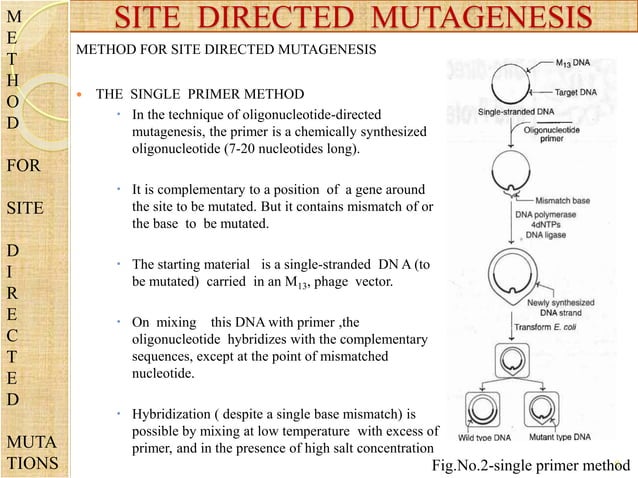Site directed mutagenesis | PPTX | Chemistry | Science