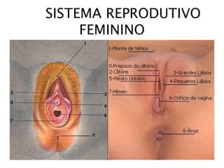 SISTEMA REPRODUTIVO
FEMININO
 