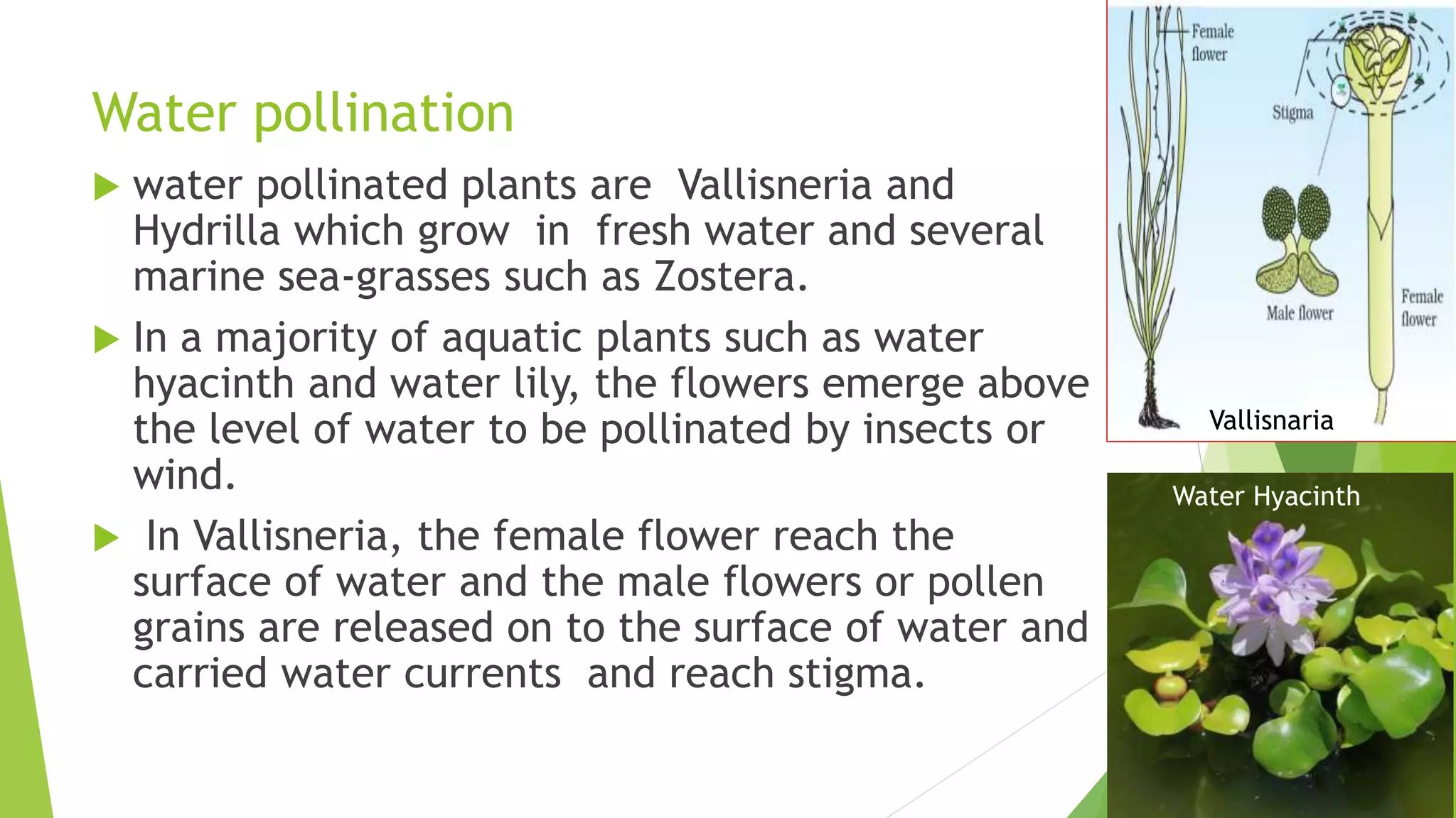 2 sexual reproduction in flowering plants | PPTX