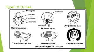 2 sexual reproduction in flowering plants | PPTX