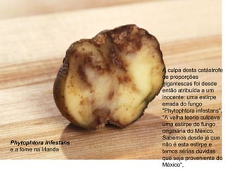 A culpa desta catástrofe
de proporções
gigantescas foi desde
então atribuída a um
inocente: uma estirpe
errada do fungo
"Phytophtora infestans".
"A velha teoria culpava
uma estirpe do fungo
originária do México.
Sabemos desde já que
não é esta estirpe e
temos sérias dúvidas
que seja proveniente do
México",
Phytophtora infestans
e a fome na Irlanda
 