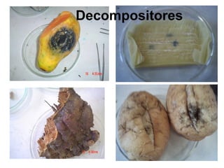 Decompositores
 